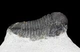 Bargain, Gerastos Trilobite Fossil - Morocco #68640-2
